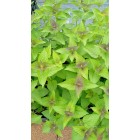Agastache Blue Fortune