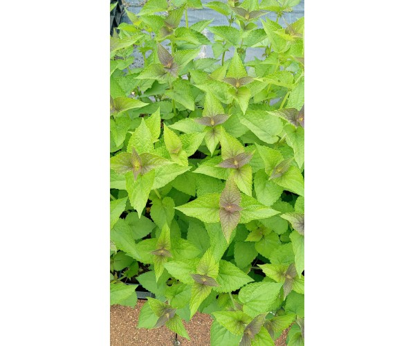 Agastache Blue Fortune