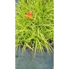 Hemerocallis Sammy Russell
