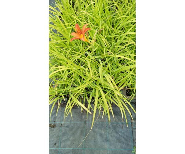 Hemerocallis Sammy Russell