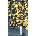 Heucherella Alabama sunrise