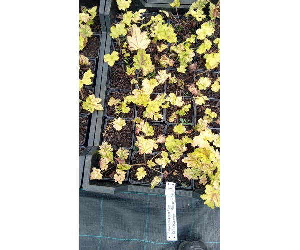 Heucherella Alabama sunrise