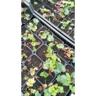 Heuchera sanguinea Leuchtkäfer