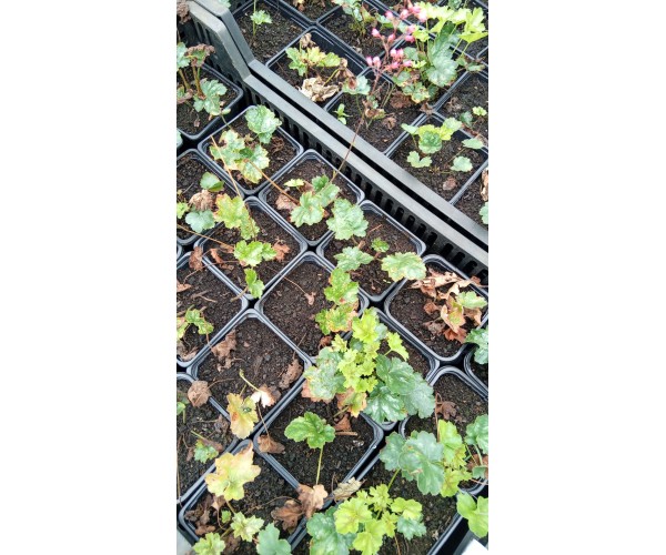 Heuchera sanguinea Leuchtkäfer