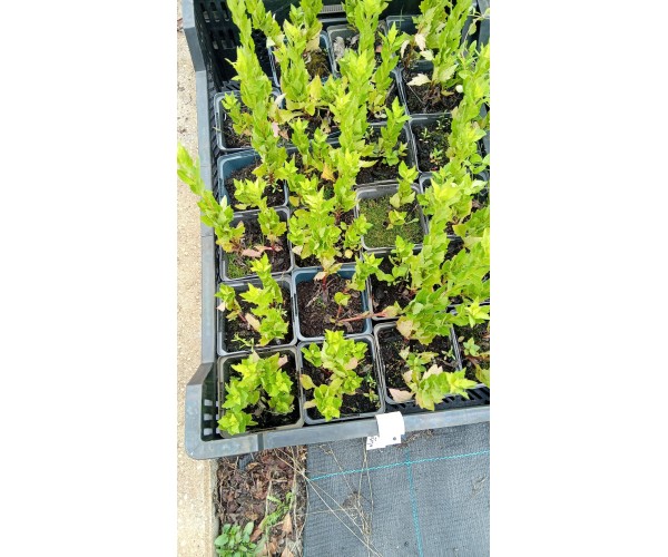 Lysimachia punctata Alexander
