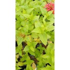 Monarda Cambridge Scarlet