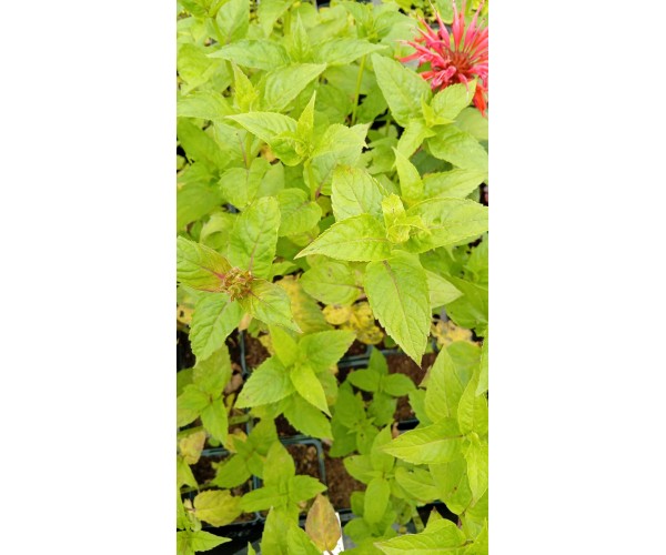 Monarda Cambridge Scarlet