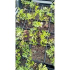 Pulsatilla vulgaris Röde Klokke