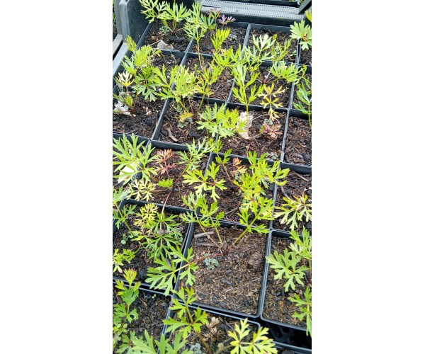 Pulsatilla vulgaris Röde Klokke