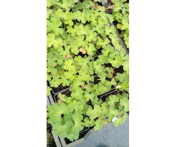 Geranium philippe vapelle