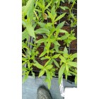Helenium Autumn Helena Gold