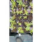 Salvia nem. Blauhuegel