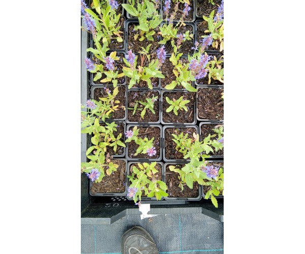Salvia nem. Blauhuegel